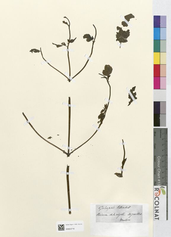 Galeopsis tetrahit (Lamiaceae)