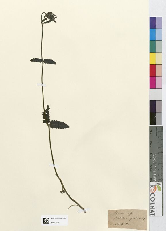 Betonica officinalis (Lamiaceae)