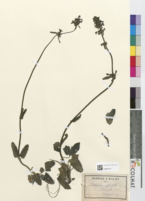 Betonica officinalis (Lamiaceae)