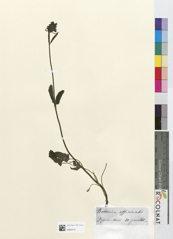 Betonica officinalis (Lamiaceae)
