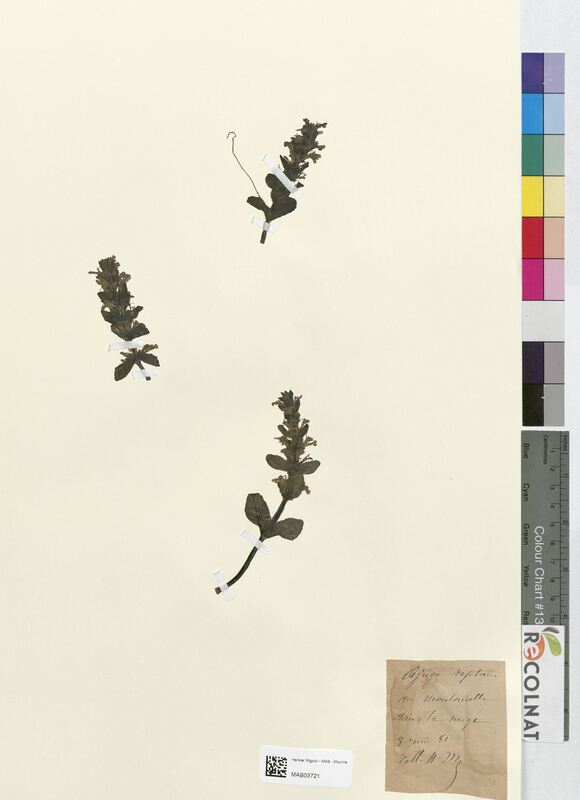 Ajuga reptans (Lamiaceae)