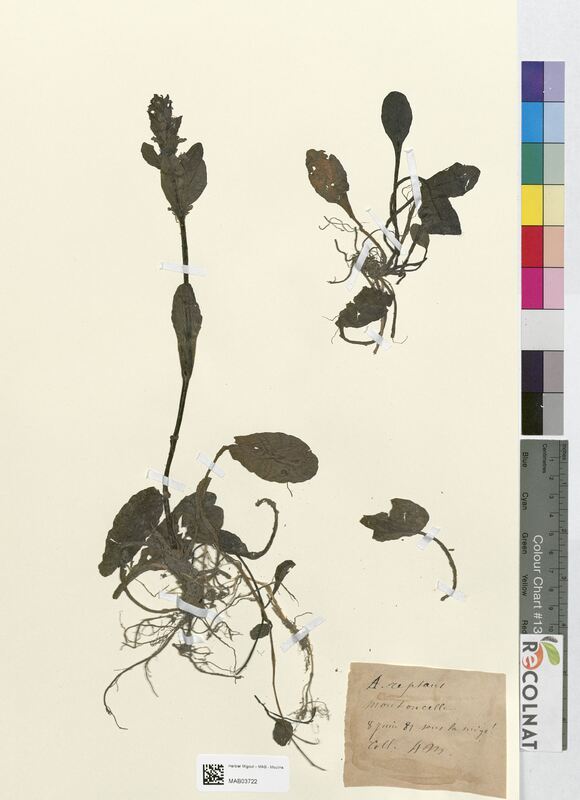 Ajuga reptans (Lamiaceae)