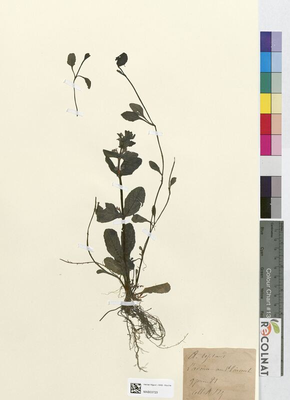 Ajuga reptans (Lamiaceae)