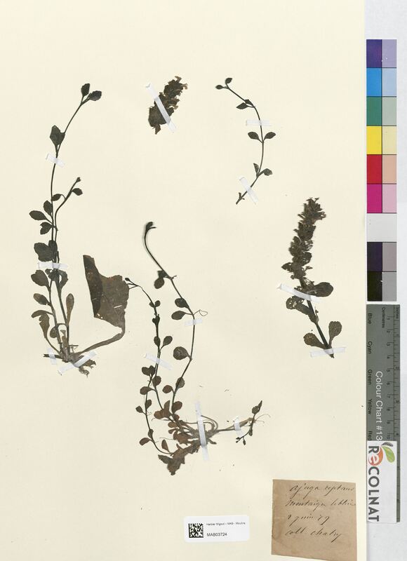 Ajuga reptans (Lamiaceae)