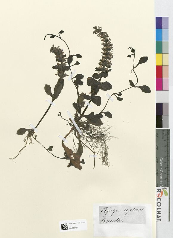 Ajuga reptans (Lamiaceae)