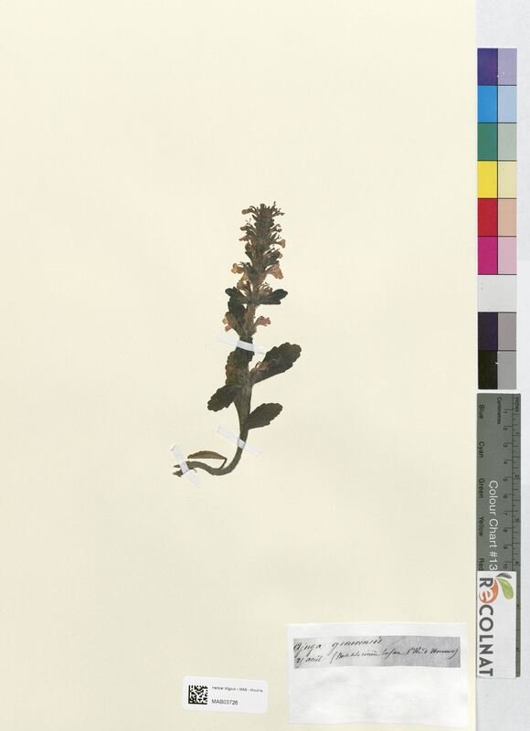 Ajuga genevensis (Lamiaceae)