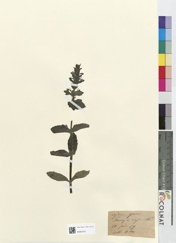 Ajuga genevensis (Lamiaceae)