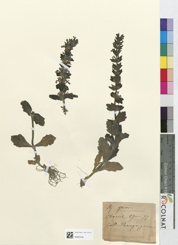 Ajuga genevensis (Lamiaceae)