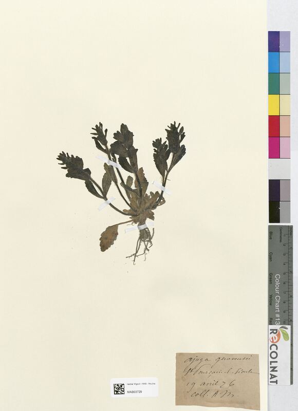 Ajuga genevensis (Lamiaceae)