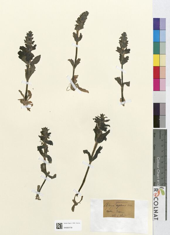 Ajuga genevensis (Lamiaceae)