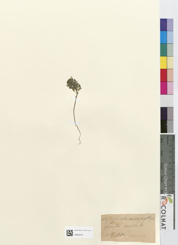 Ajuga chamaepithys (Lamiaceae)