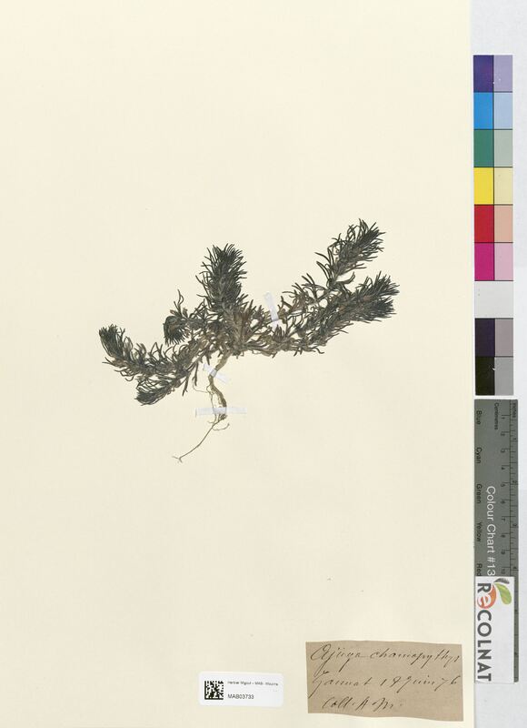 Ajuga chamaepithys (Lamiaceae)