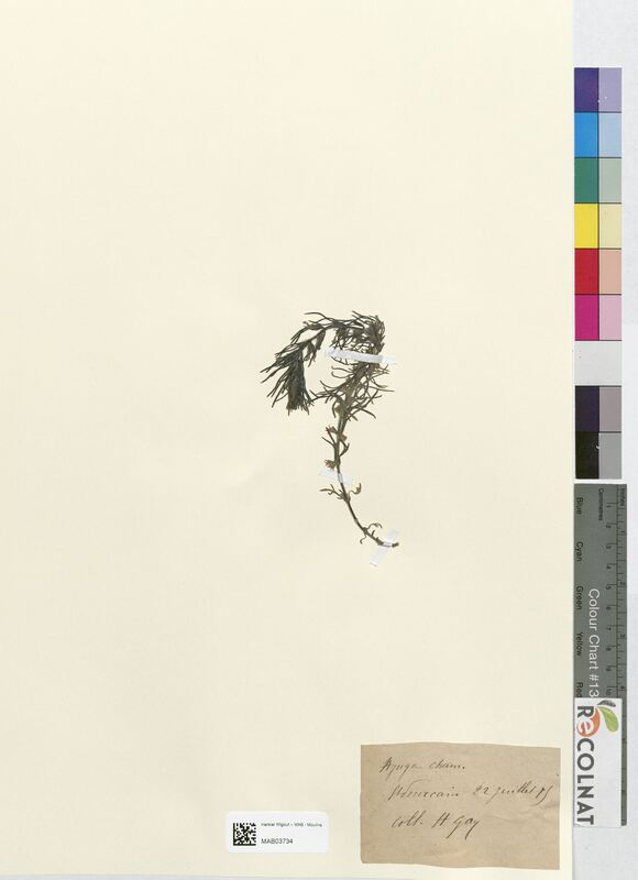 Ajuga chamaepithys (Lamiaceae)