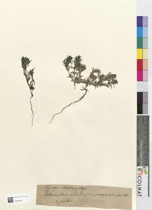 Ajuga chamaepithys (Lamiaceae)