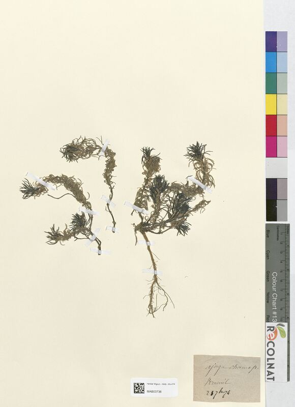 Ajuga chamaepithys (Lamiaceae)