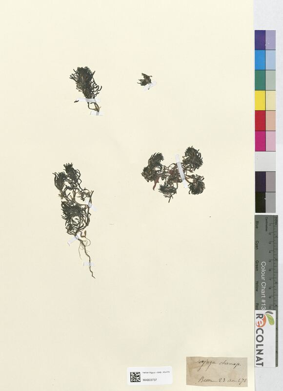 Ajuga chamaepithys (Lamiaceae)