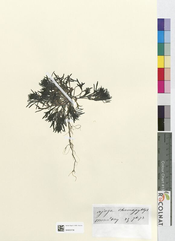 Ajuga chamaepithys (Lamiaceae)