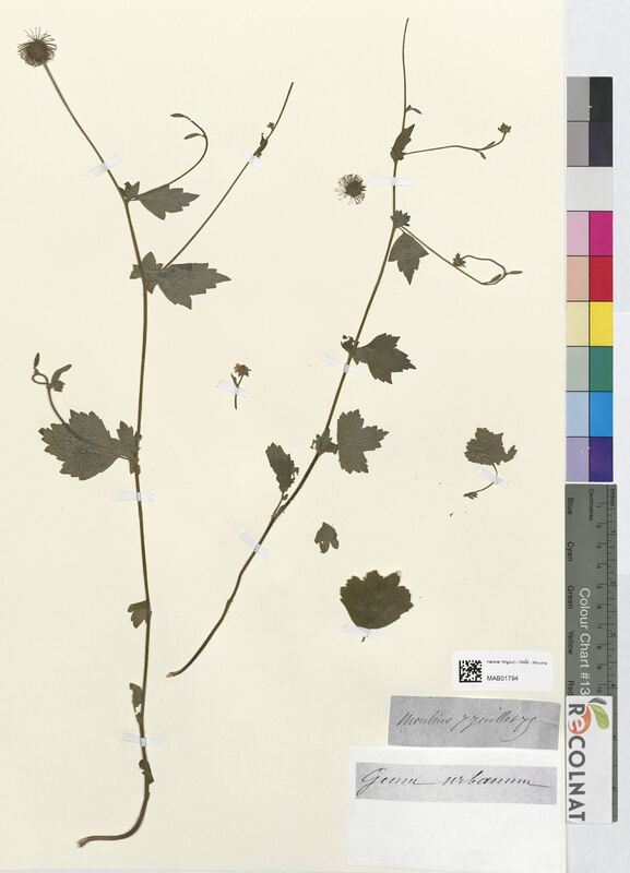 Geum urbanum (Rosaceae)