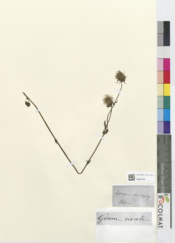 Geum rivale (Rosaceae)