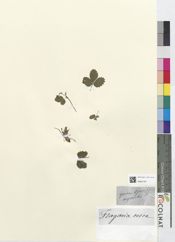 Fragaria vesca (Rosaceae)