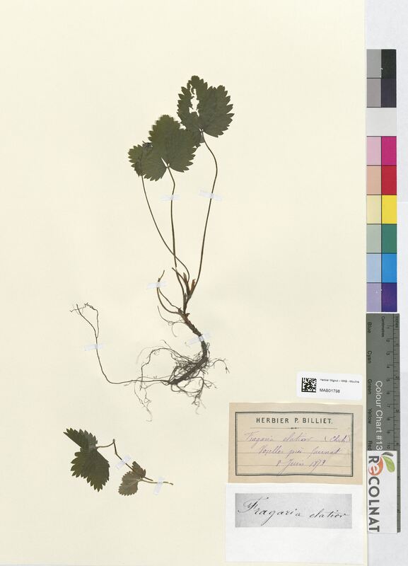 Fragaria elatior (Rosaceae)