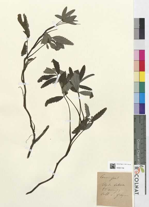 Comarum palustre (Rosaceae)