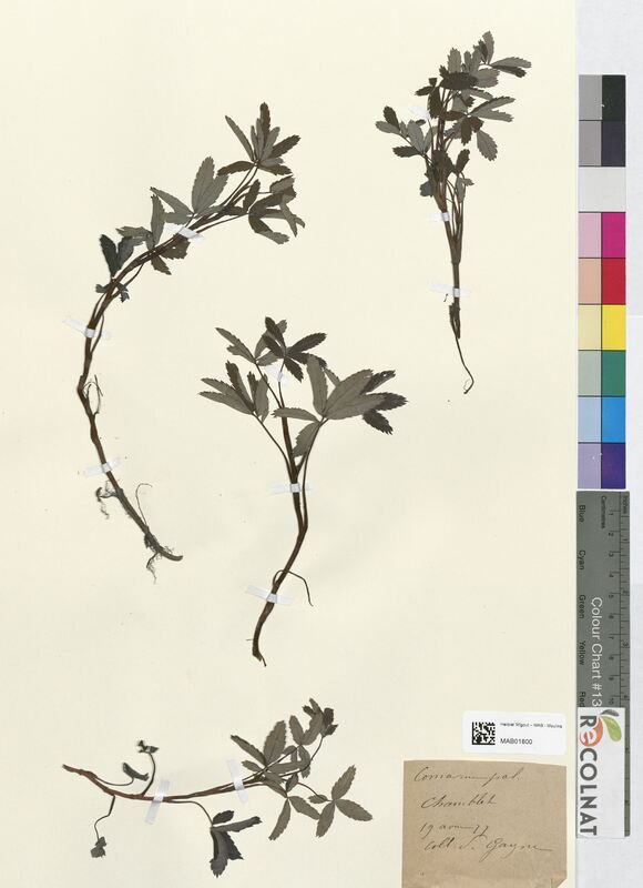 Comarum palustre (Rosaceae)