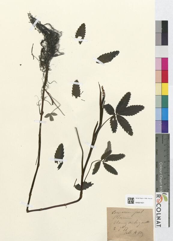 Comarum palustre (Rosaceae)