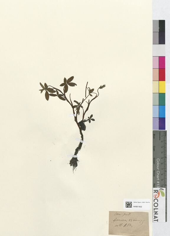 Comarum palustre (Rosaceae)