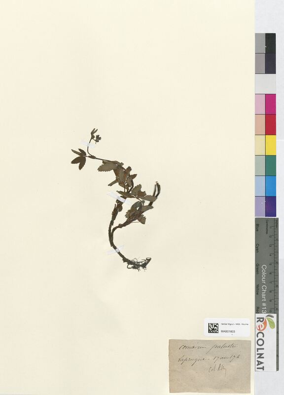 Comarum palustre (Rosaceae)