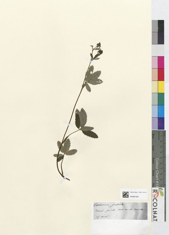 Comarum palustre (Rosaceae)