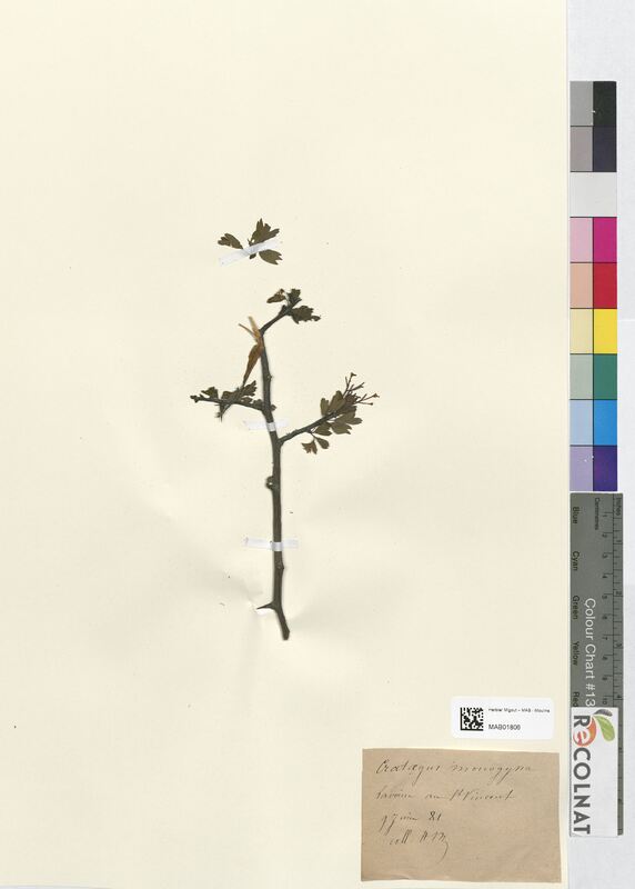 Crataegus monogyma (Rosaceae)