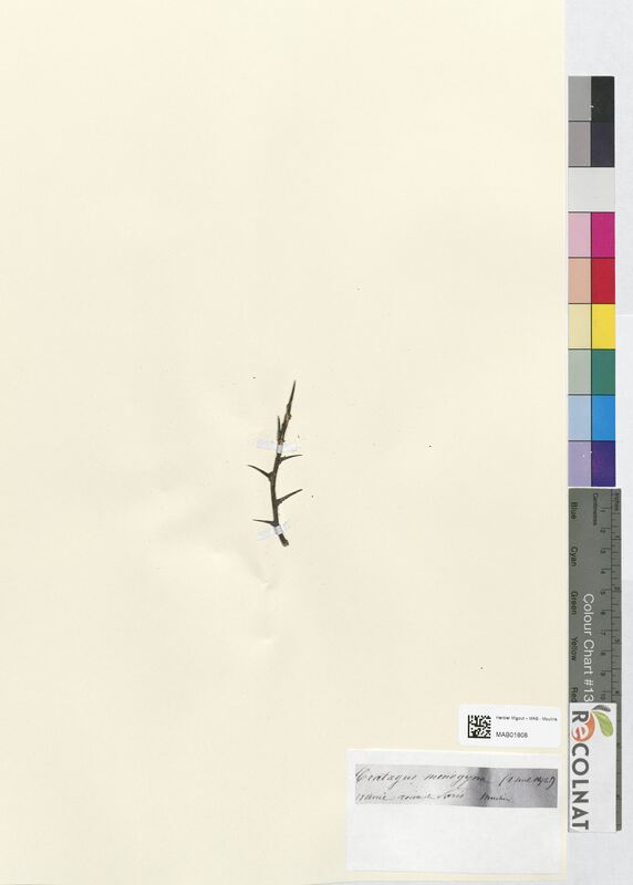 Crataegus monogyma (Rosaceae)