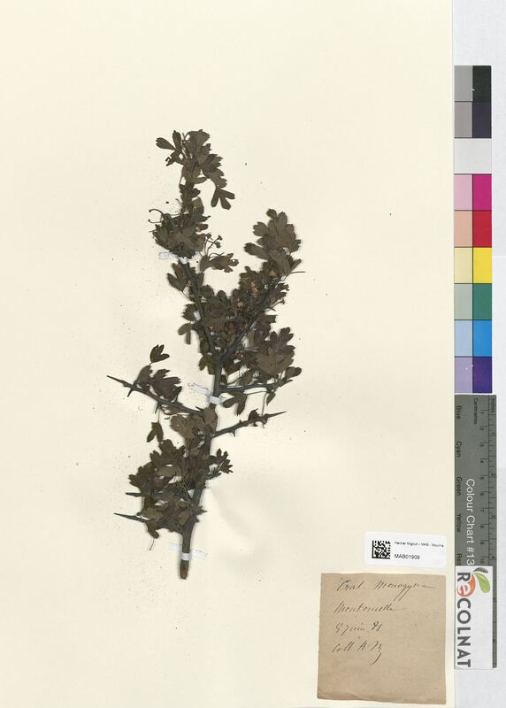 Crataegus monogyma (Rosaceae)