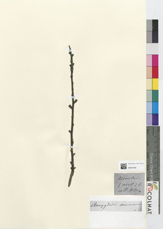 Amygdalus communis (Rosaceae)