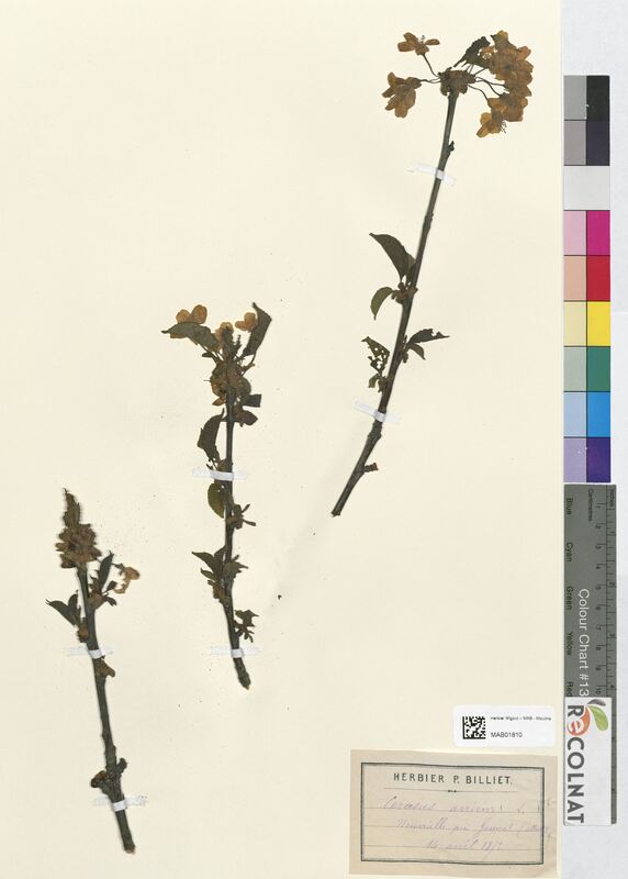 Cerasus avium (Rosaceae)