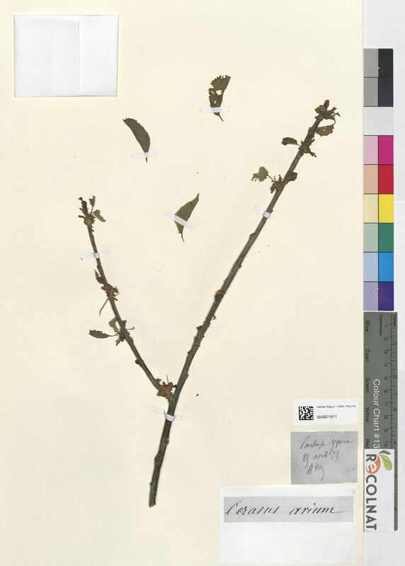 Cerasus avium (Rosaceae)