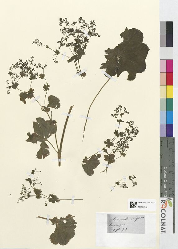 Alchemilla vulgaris (Rosaceae)