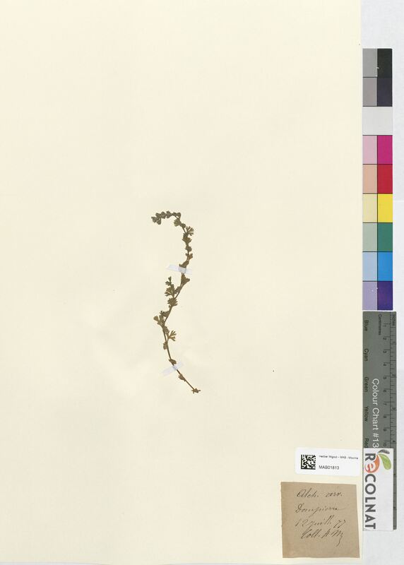 Alchemilla arvensis (Rosaceae)