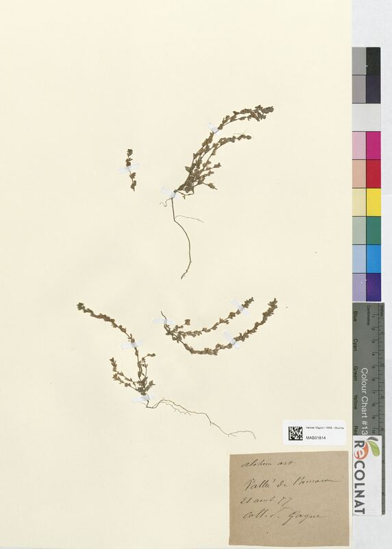 Alchemilla arvensis (Rosaceae)