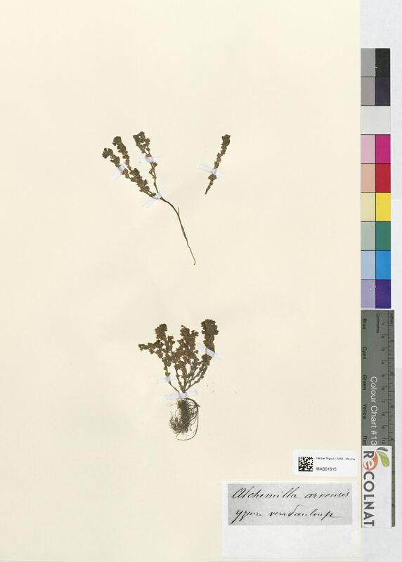 Alchemilla arvensis (Rosaceae)