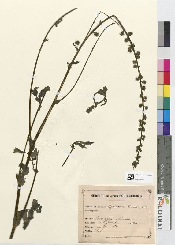 Agrimonia odorata (Rosaceae)