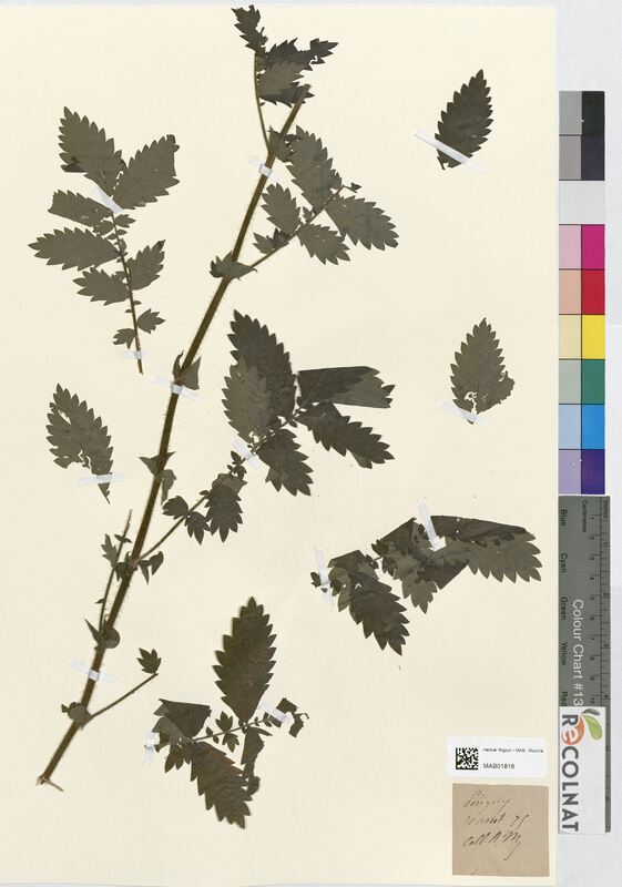 Agrimonia odorata (Rosaceae)