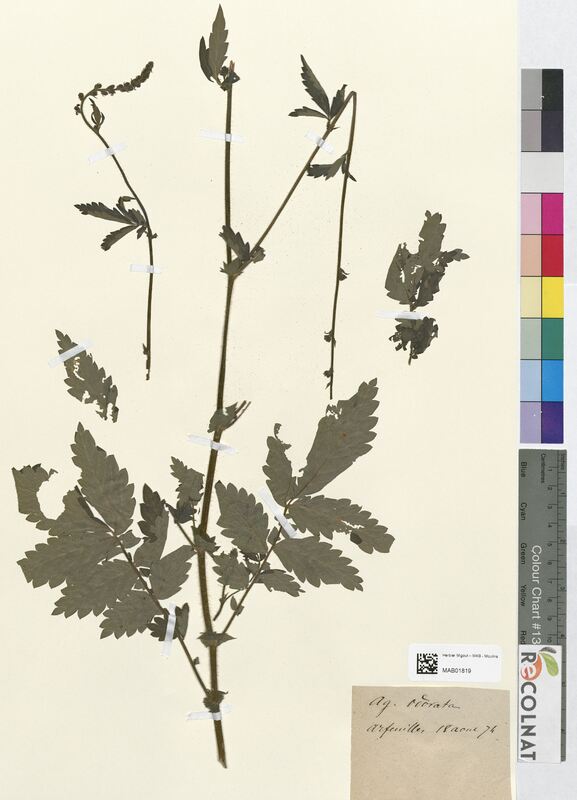 Agrimonia odorata (Rosaceae)