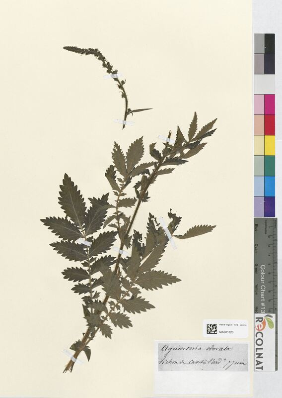 Agrimonia odorata (Rosaceae)