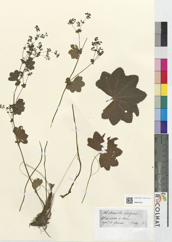 Alchemilla vulgaris (Rosaceae)