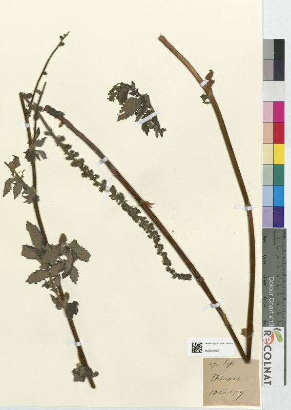 Agrimonia eupatoria (Rosaceae)
