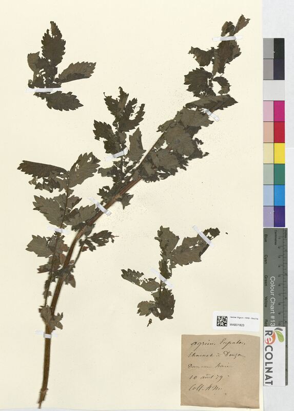 Agrimonia eupatoria (Rosaceae)