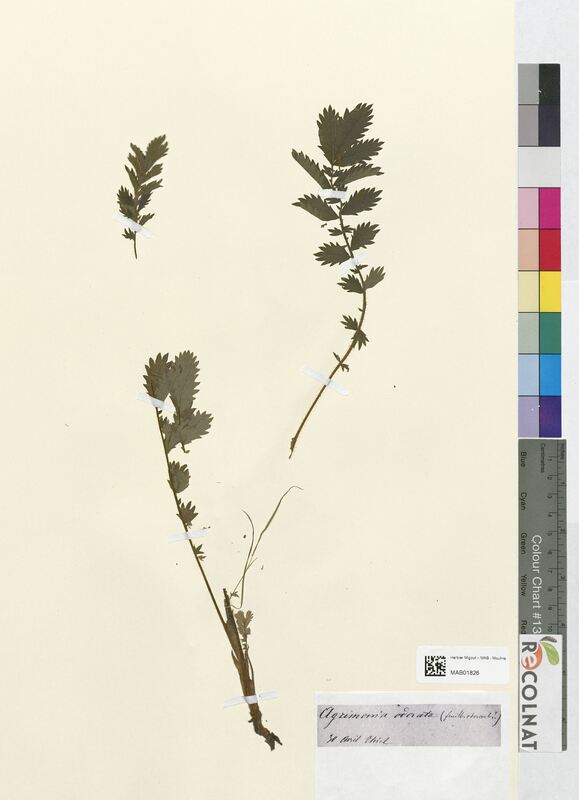 Agrimonia striata (Rosaceae)