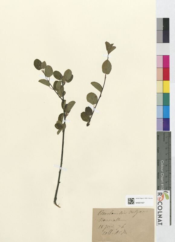 Amelanchier vulgaris (Rosaceae)